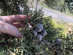 Cupressus stephensonii