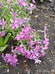 Phlox subulata