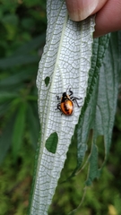 Eocanthecona formosa