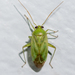 Broken-backed Bug - Photo (c) amarcianae, some rights reserved (CC BY-NC), uploaded by amarcianae