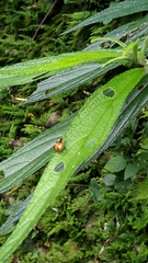 Eocanthecona formosa