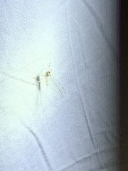 Maccaffertium terminatum