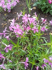 Phlox subulata