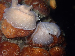 Pseudoceros canadensis