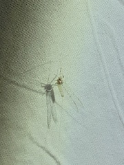 Maccaffertium terminatum