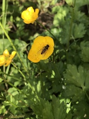 Episyrphus balteatus