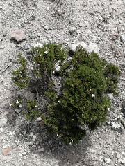 Arcytophyllum thymifolium