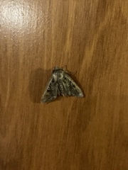 Ichneutica insignis