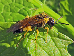 Tenthredo talyshensis