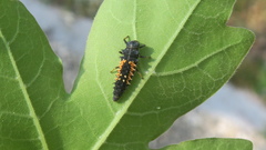 Harmonia axyridis