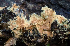 Rhizochaete radicata