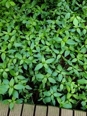 Mercurialis leiocarpa