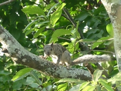 Sciurus variegatoides