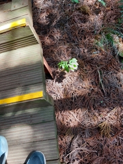 Cephalanthera erecta