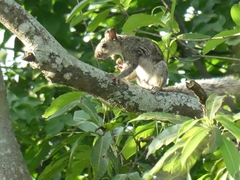 Sciurus variegatoides