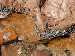 Echinolittorina aspera