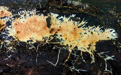 Rhizochaete radicata