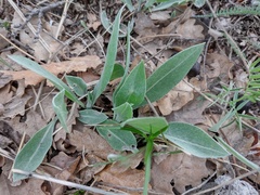Centaurea triumfettii