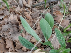 Centaurea triumfettii