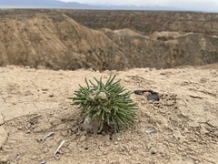 Anabasis truncata