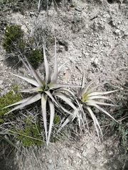Tillandsia secunda
