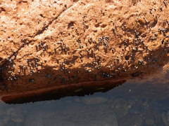 Echinolittorina aspera