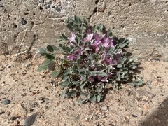 Astragalus borodinii