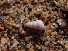 Leiopyrga lineolaris