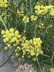 Acacia iteaphylla