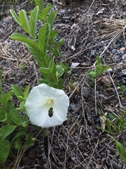 Calystegia spithamaea