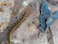Scolopendra cingulata