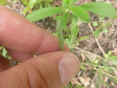 Gamochaeta calviceps