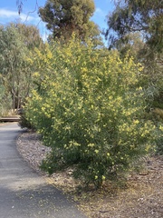 Acacia iteaphylla