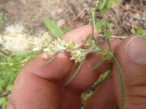 Image of Gamochaeta calviceps by no rights reserved