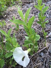 Calystegia spithamaea