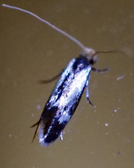 Isocorypha mediostriatella