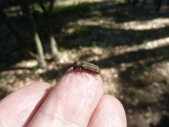 Lichenophanes bicornis