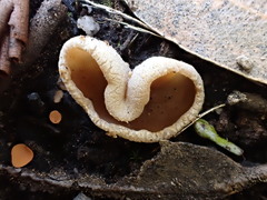 Peziza echinospora