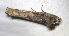 Ortholomia moluccana