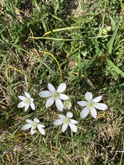 Ornithogalum orthophyllum
