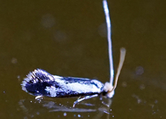 Isocorypha mediostriatella