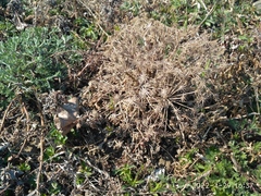 Seseli seseloides