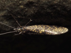 Dolophilodes distinctus