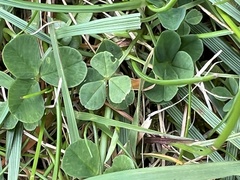 Trifolium dubium