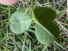 Trifolium dubium