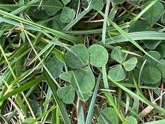 Trifolium dubium