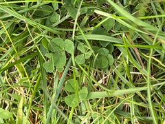 Trifolium dubium