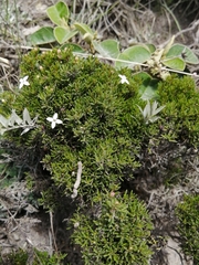 Arcytophyllum thymifolium