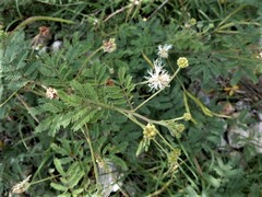 Desmanthus acuminatus