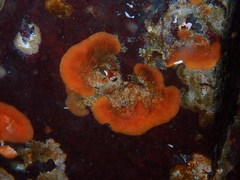 Schizoporella unicornis
